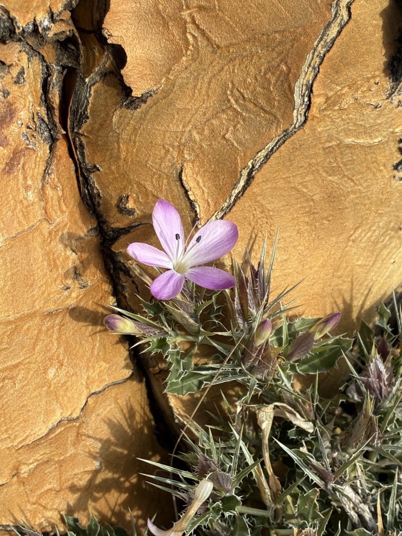 Barleria rigida var. ilicina photo 2