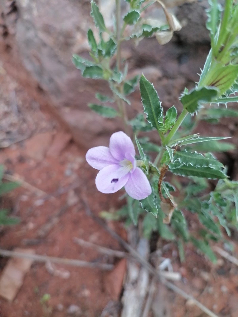 Barleria rigida var. rigida