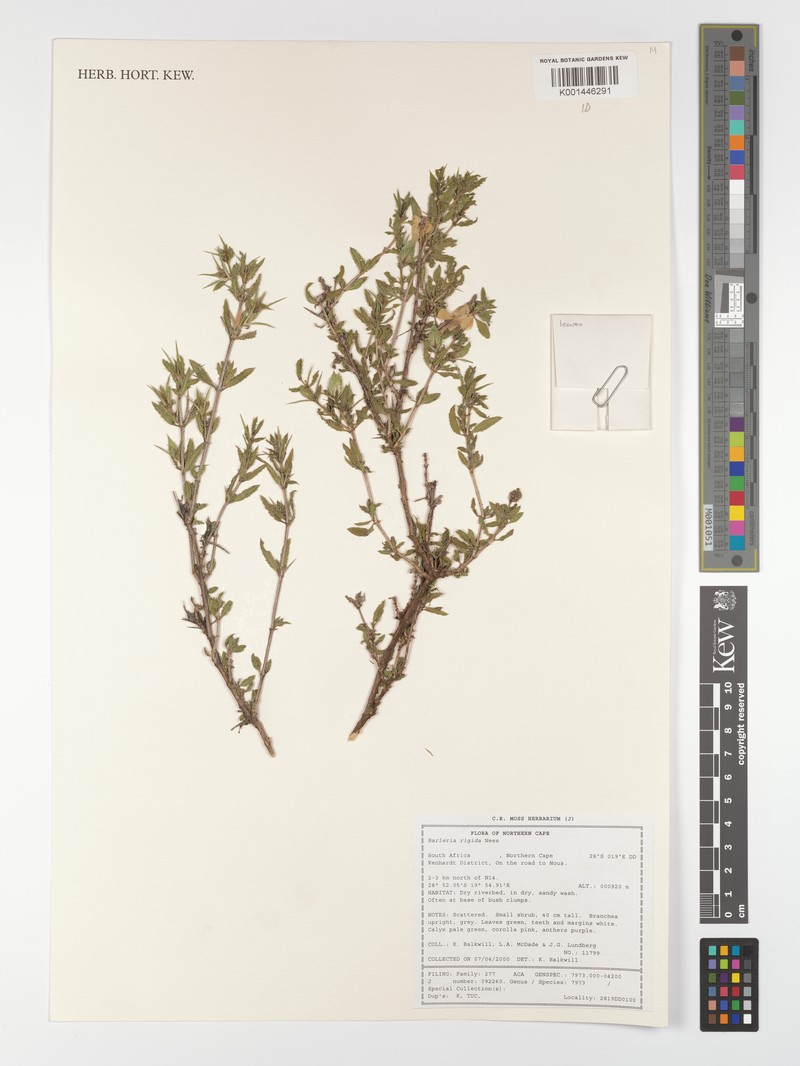 Barleria rigida var. rigida photo 2