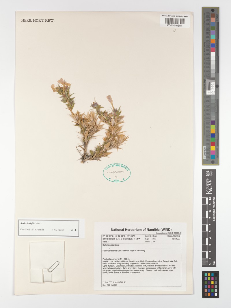 Barleria rigida var. rigida photo 3
