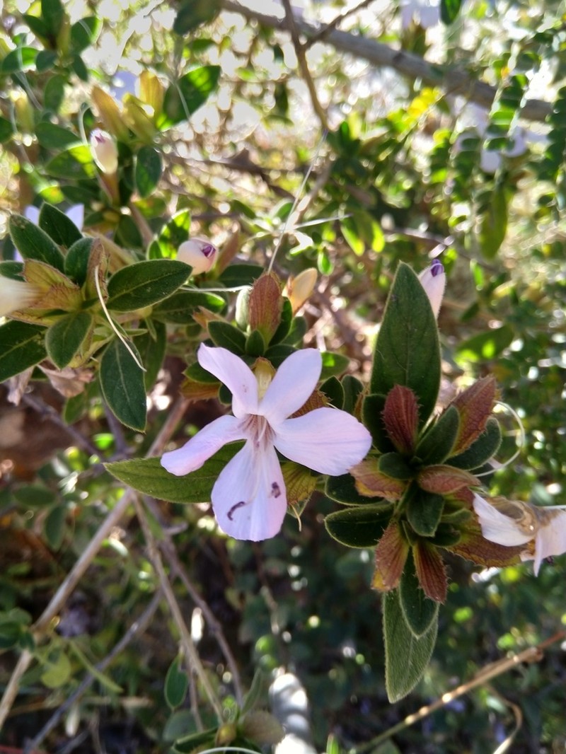 Barleria rupicola