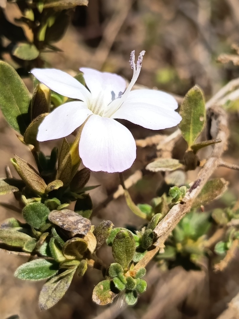 Barleria rupicola photo 2