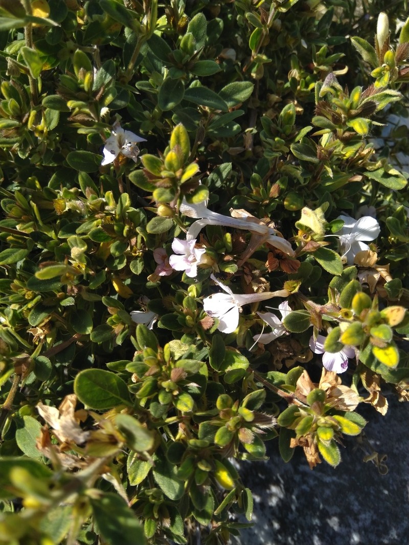 Barleria rupicola photo 3