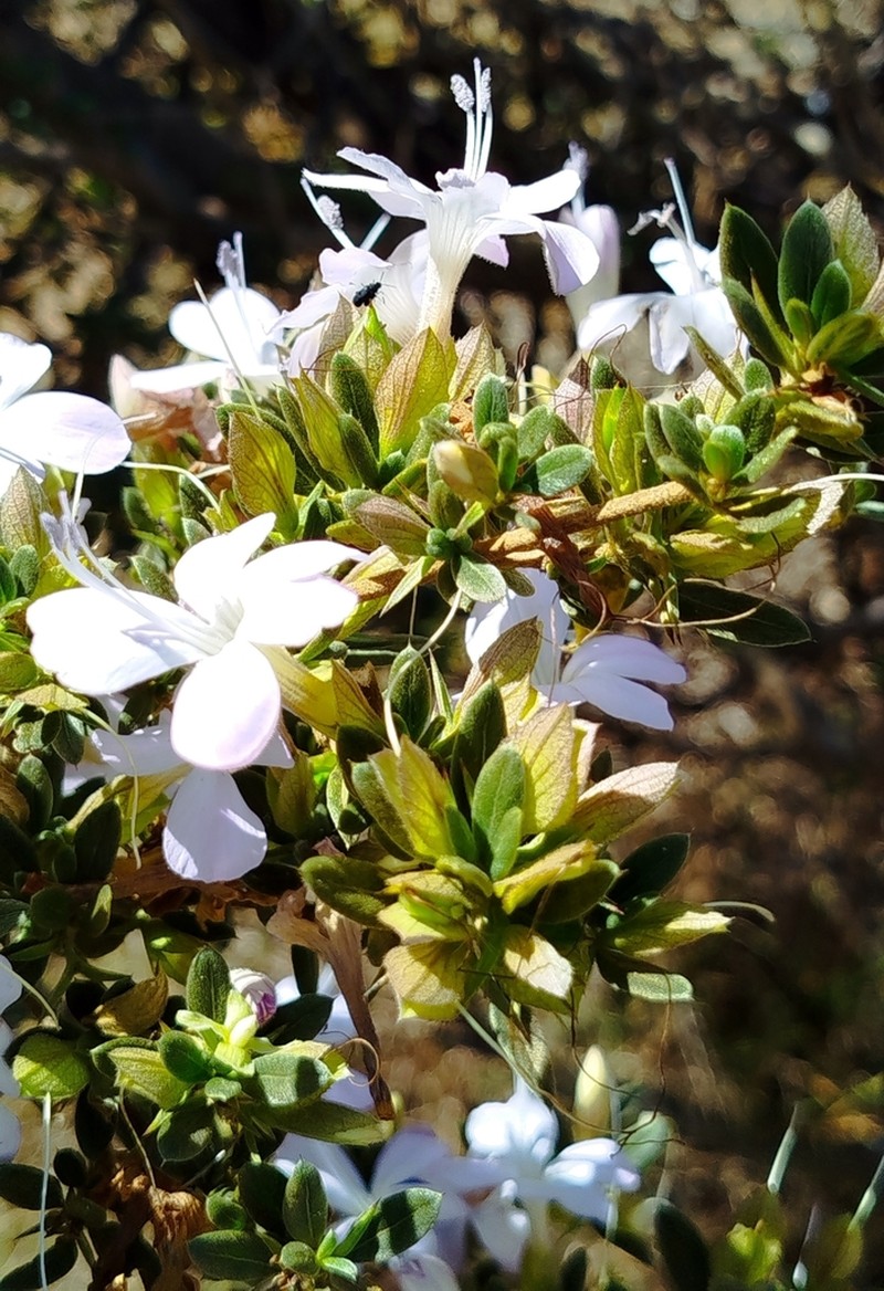 Barleria rupicola photo 4