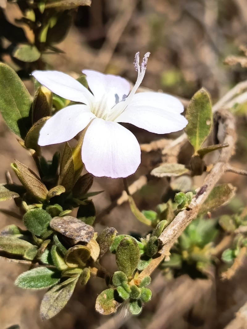 Barleria rupicola photo 6