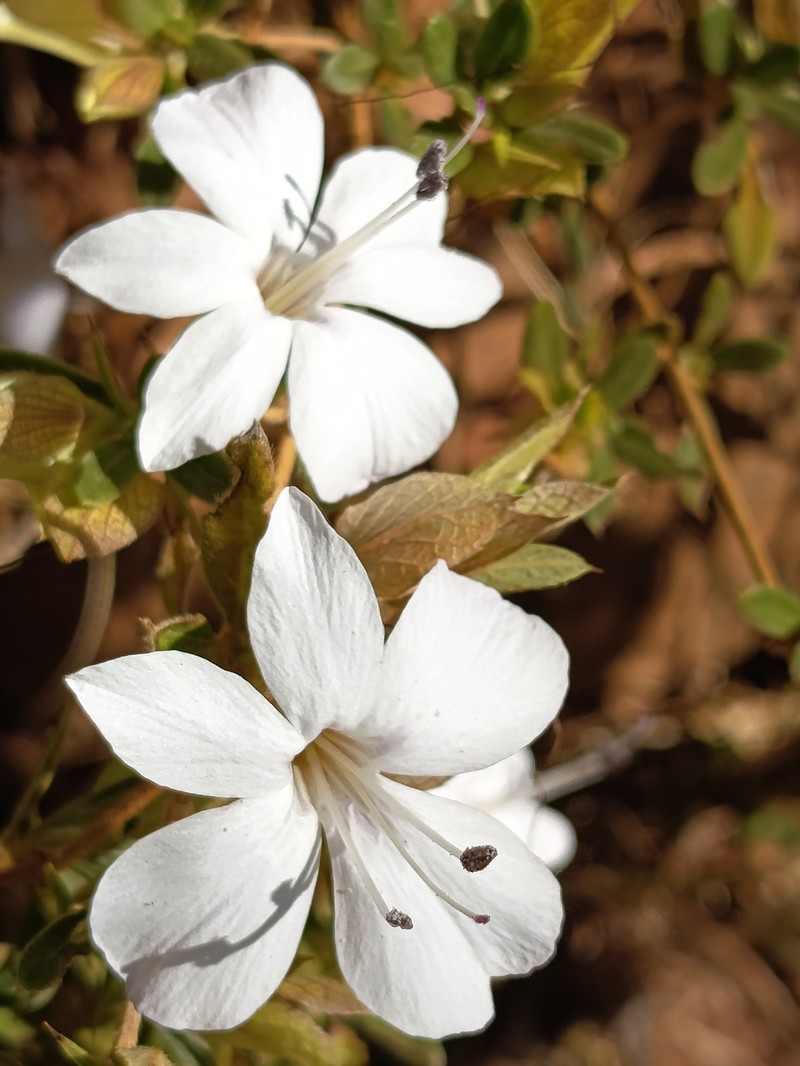 Barleria rupicola photo 7