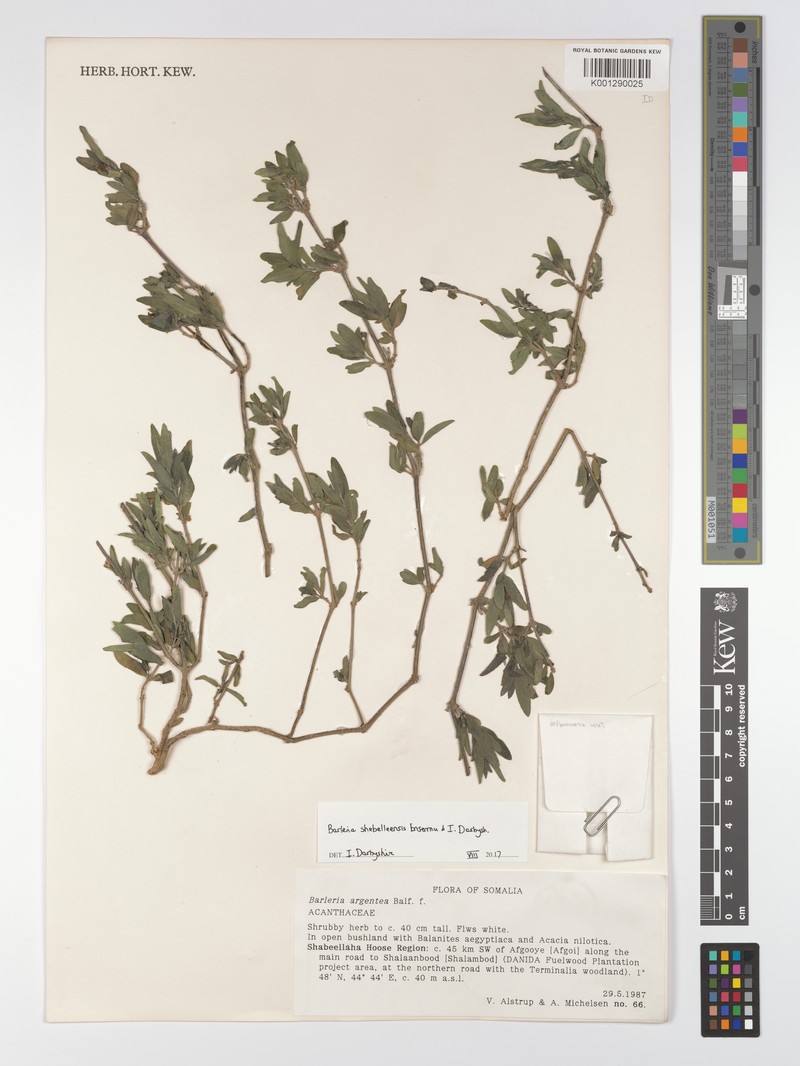 Barleria shebelleensis