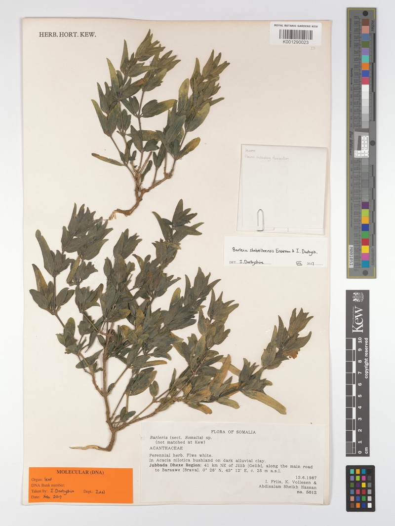 Barleria shebelleensis photo 2