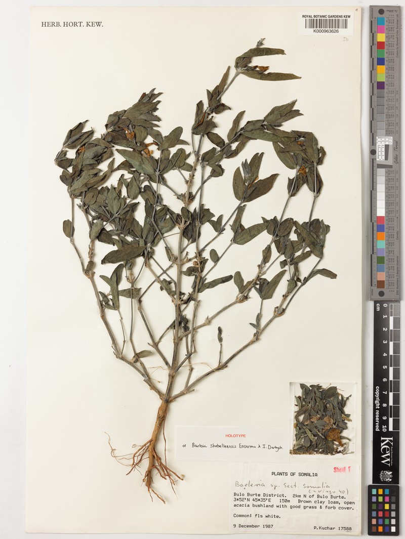 Barleria shebelleensis photo 3