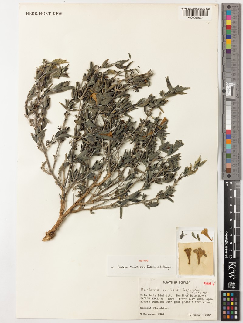 Barleria shebelleensis photo 4