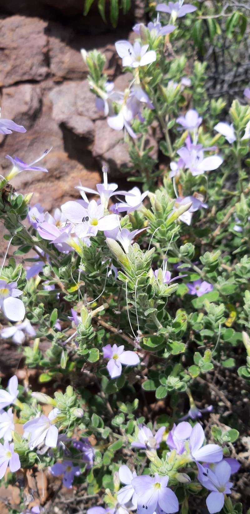 Barleria soutpansbergensis