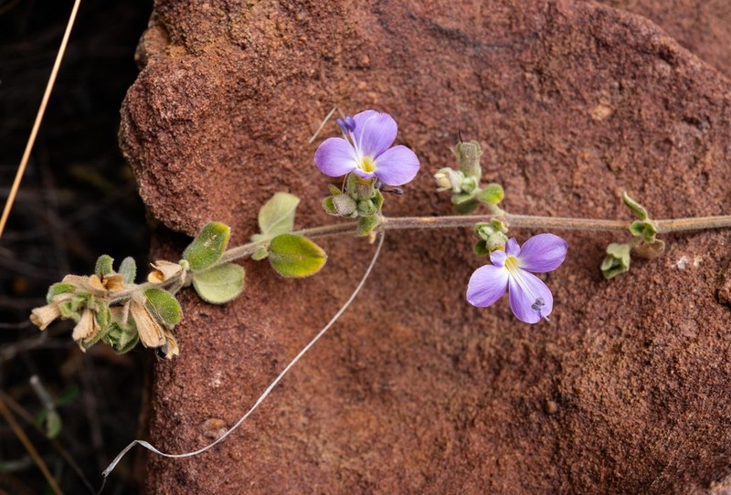 Barleria soutpansbergensis photo 2