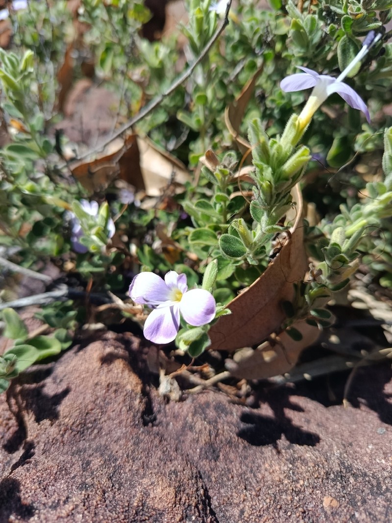 Barleria soutpansbergensis photo 3