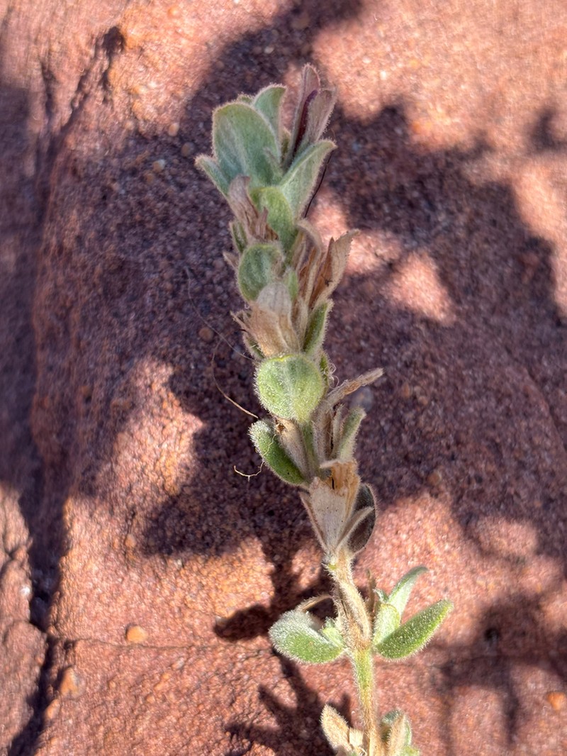 Barleria soutpansbergensis photo 4