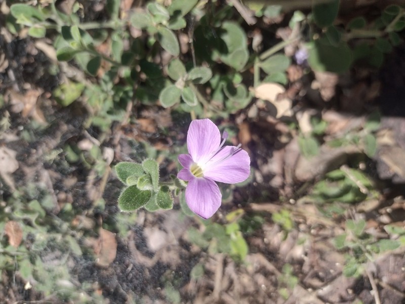 Barleria soutpansbergensis photo 6