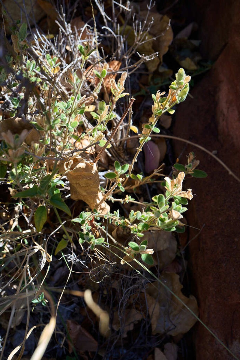 Barleria soutpansbergensis photo 7
