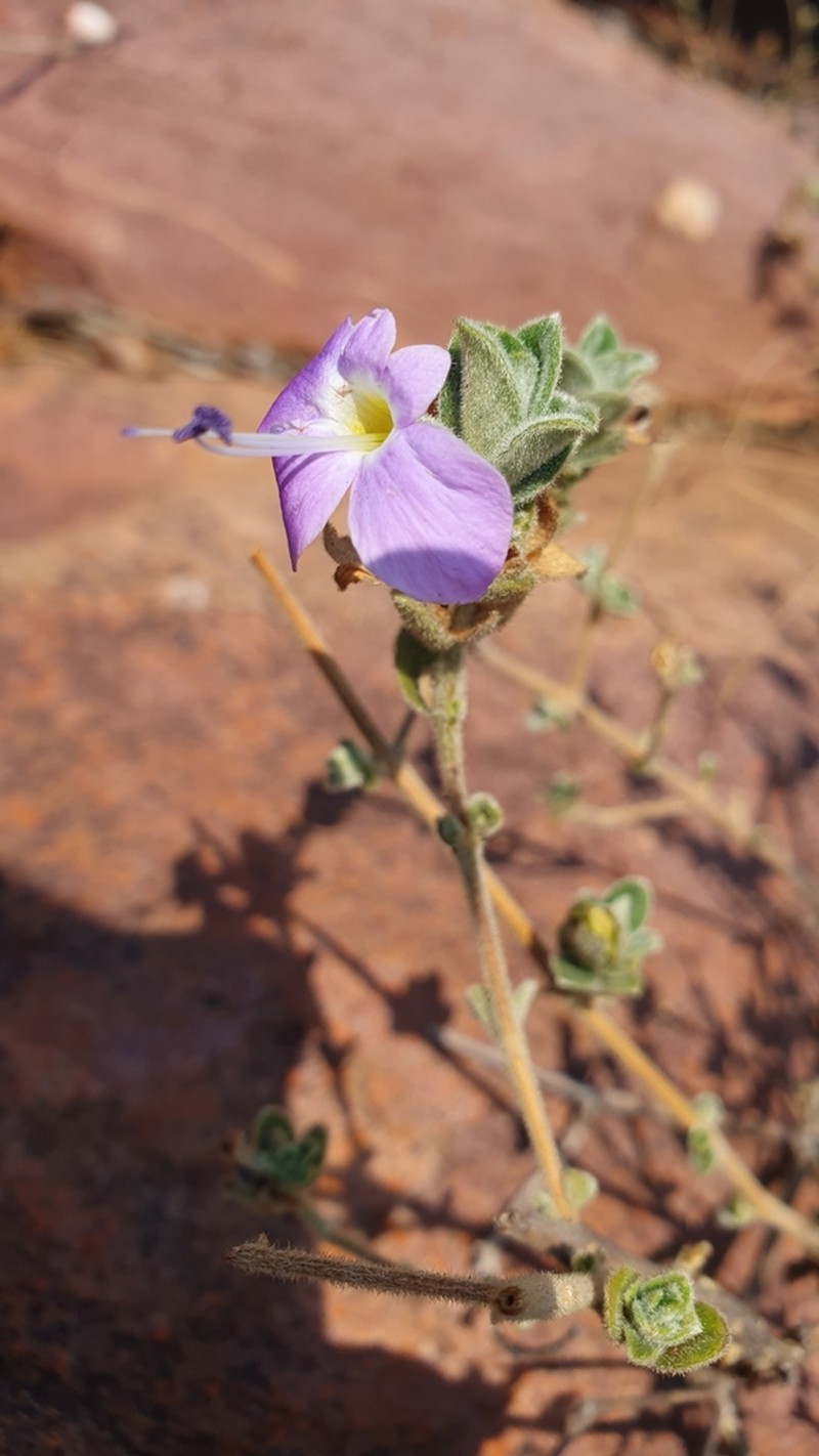 Barleria soutpansbergensis photo 8