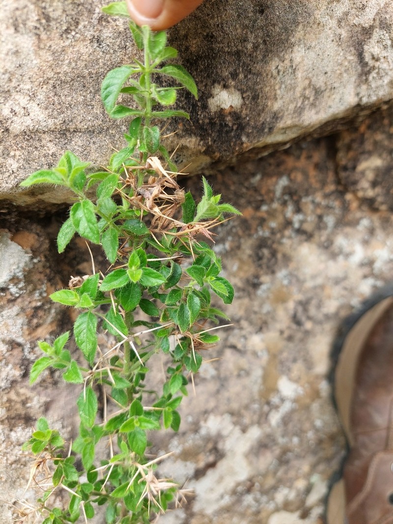 Barleria spinosissima