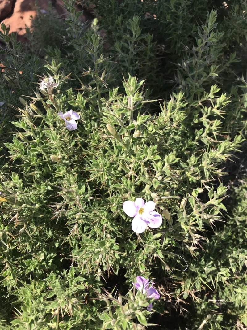 Barleria spinosissima photo 2
