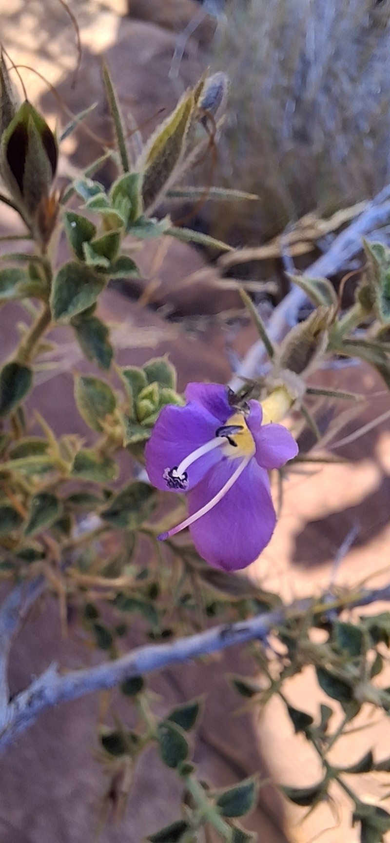 Barleria spinosissima photo 3