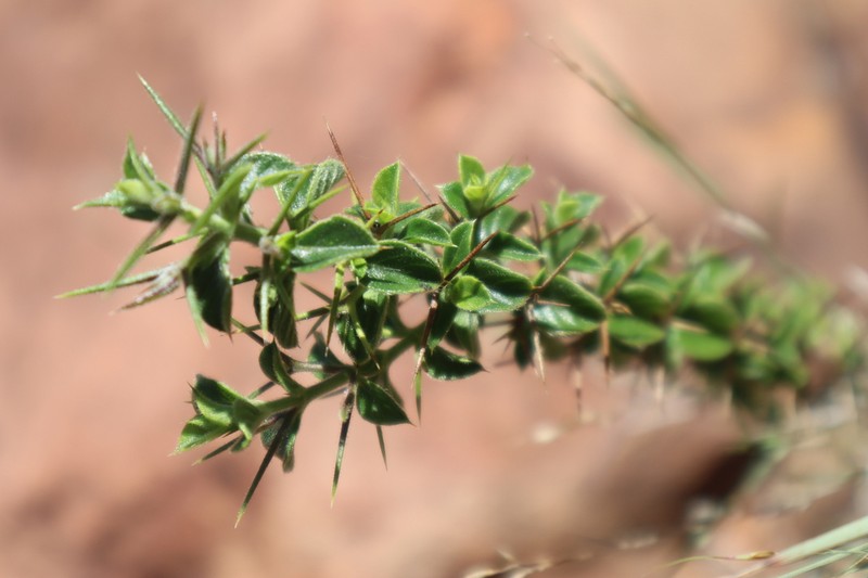 Barleria spinosissima photo 4