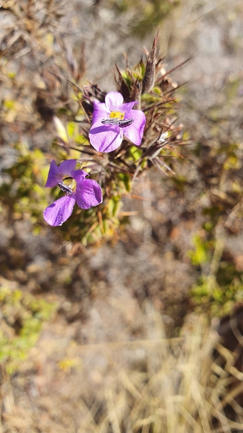 Barleria spinosissima photo 5