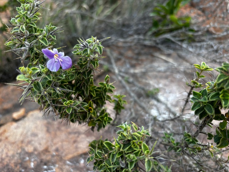 Barleria spinosissima photo 8