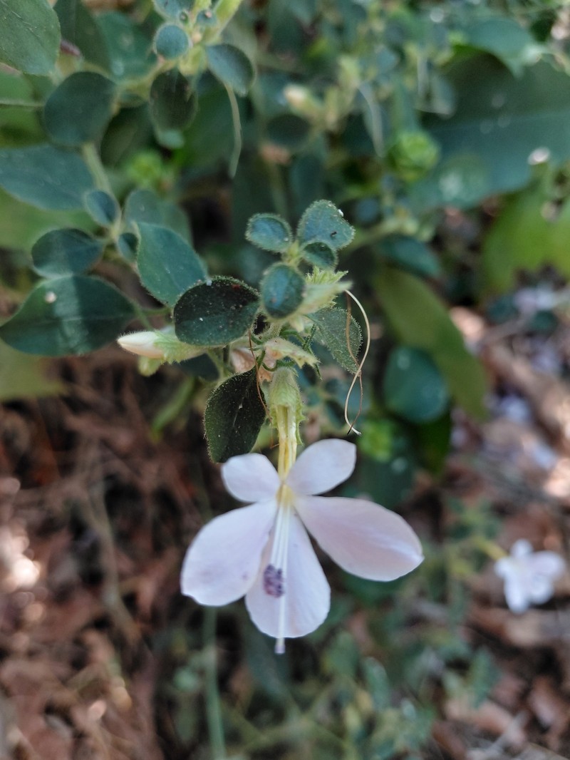Barleria spinulosa subsp. kirkii
