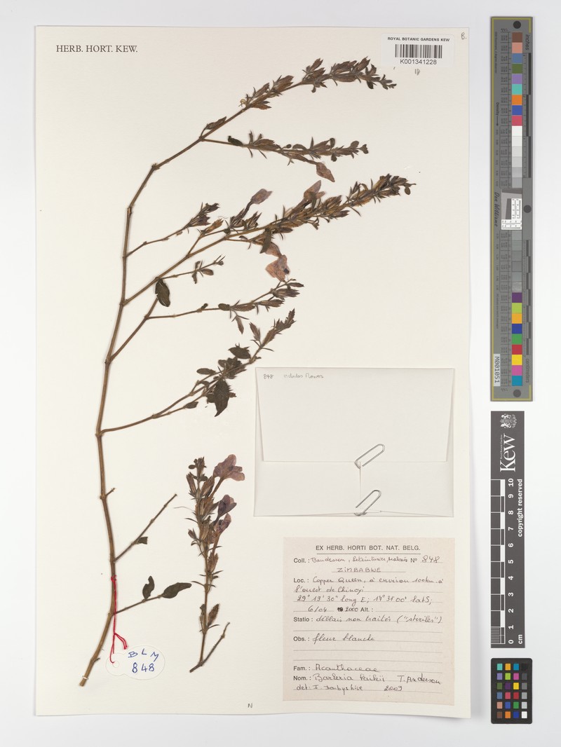 Barleria spinulosa subsp. kirkii photo 2