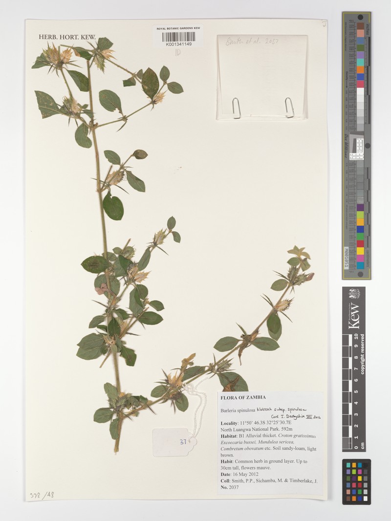 Barleria spinulosa subsp. spinulosa photo 2
