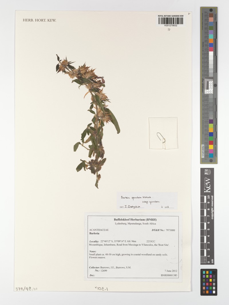 Barleria spinulosa subsp. spinulosa photo 3