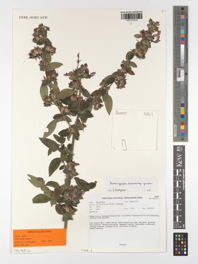 Barleria spinulosa subsp. spinulosa photo 4