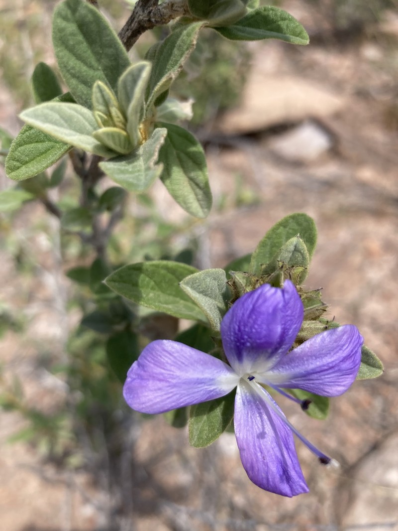 Barleria taitensis subsp. occidentalis