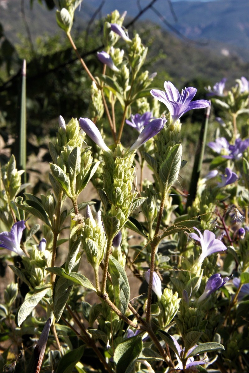 Barleria taitensis subsp. occidentalis photo 2