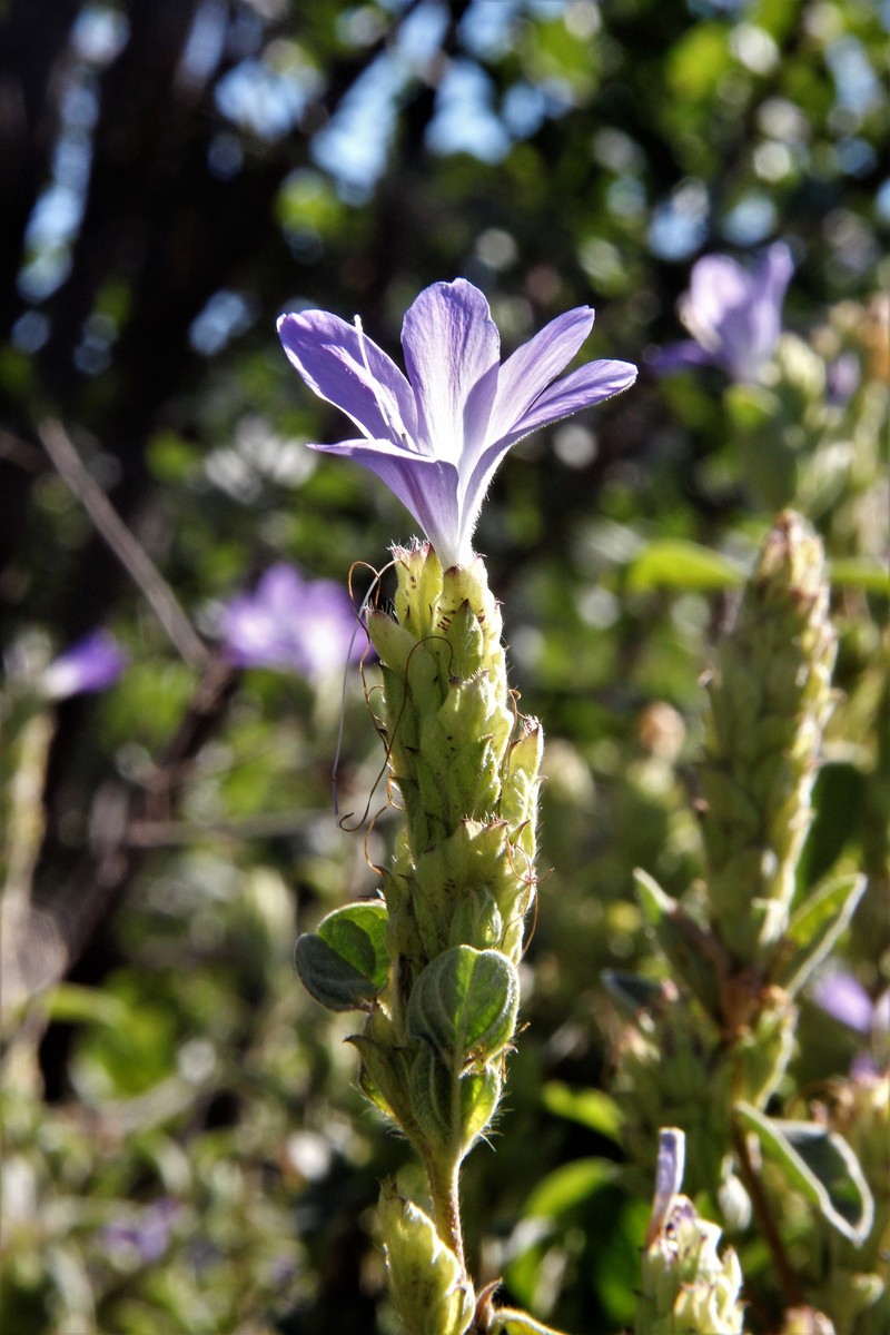 Barleria taitensis subsp. occidentalis photo 3