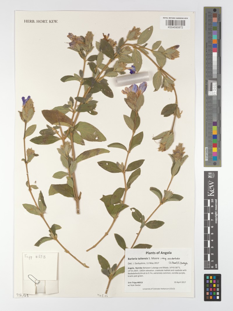 Barleria taitensis subsp. occidentalis photo 4