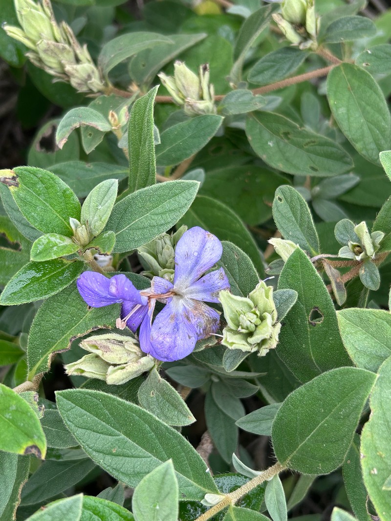 Barleria taitensis subsp. rogersii