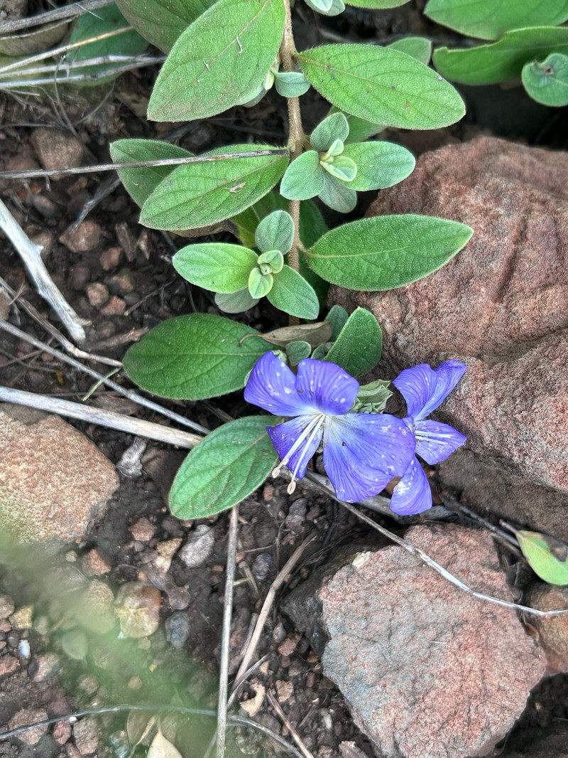 Barleria taitensis subsp. rogersii photo 2