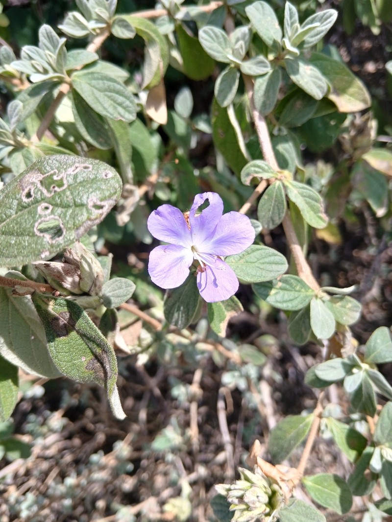 Barleria taitensis subsp. rogersii photo 3