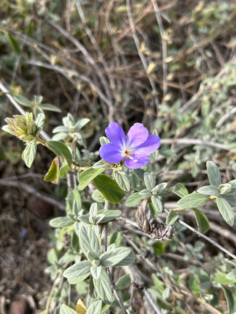 Barleria taitensis subsp. rogersii photo 4