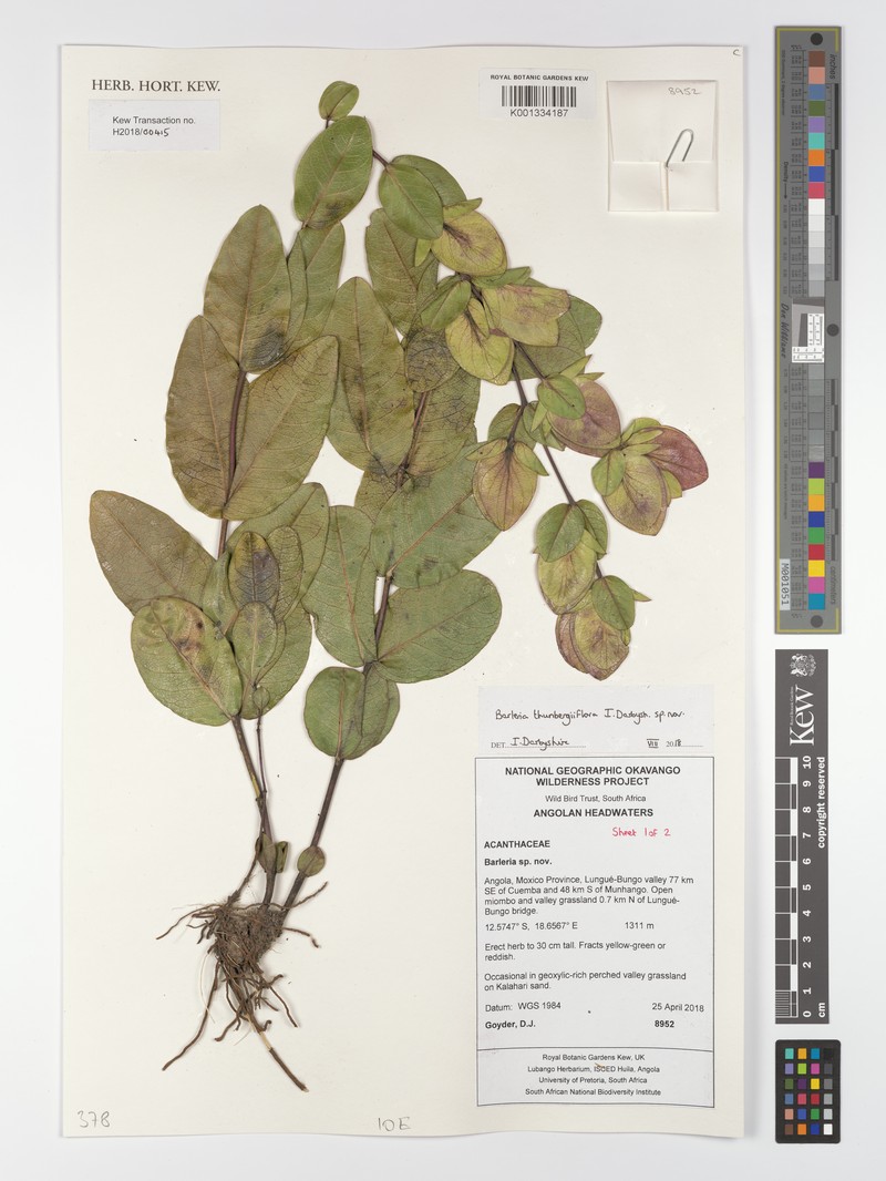 Barleria thunbergiiflora