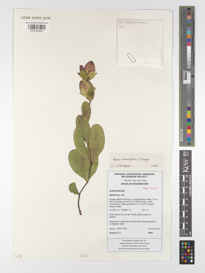 Barleria thunbergiiflora photo 2