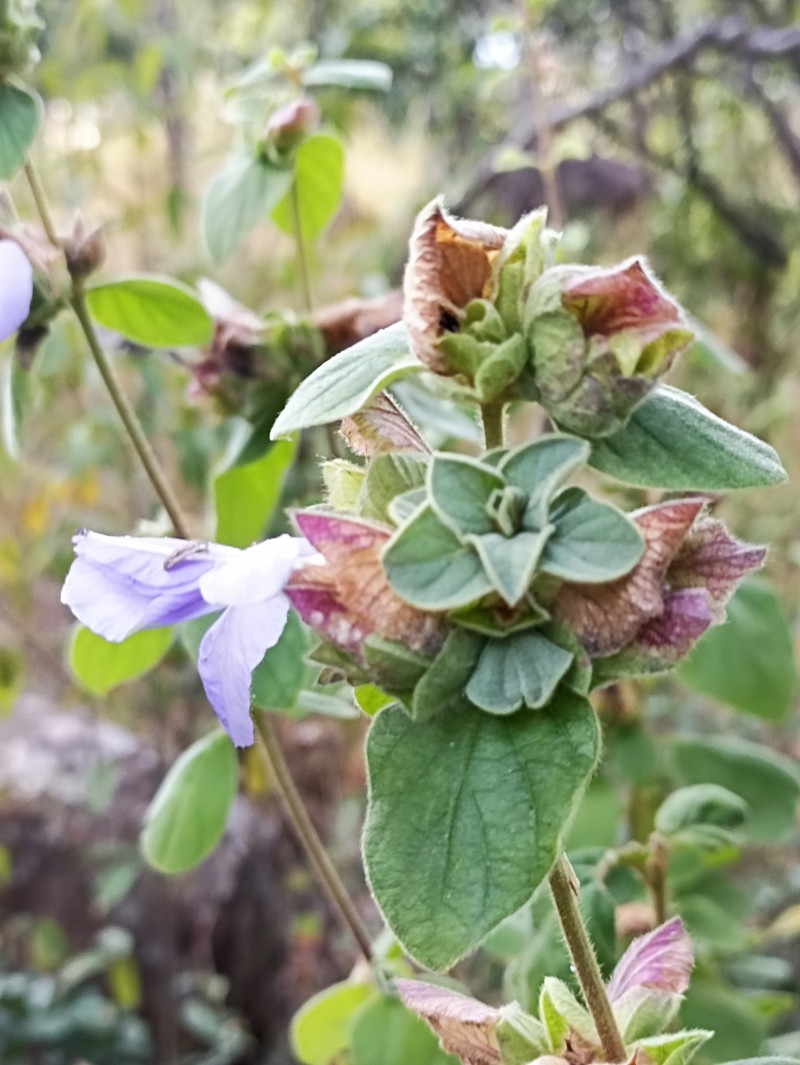 Barleria torrei photo 3