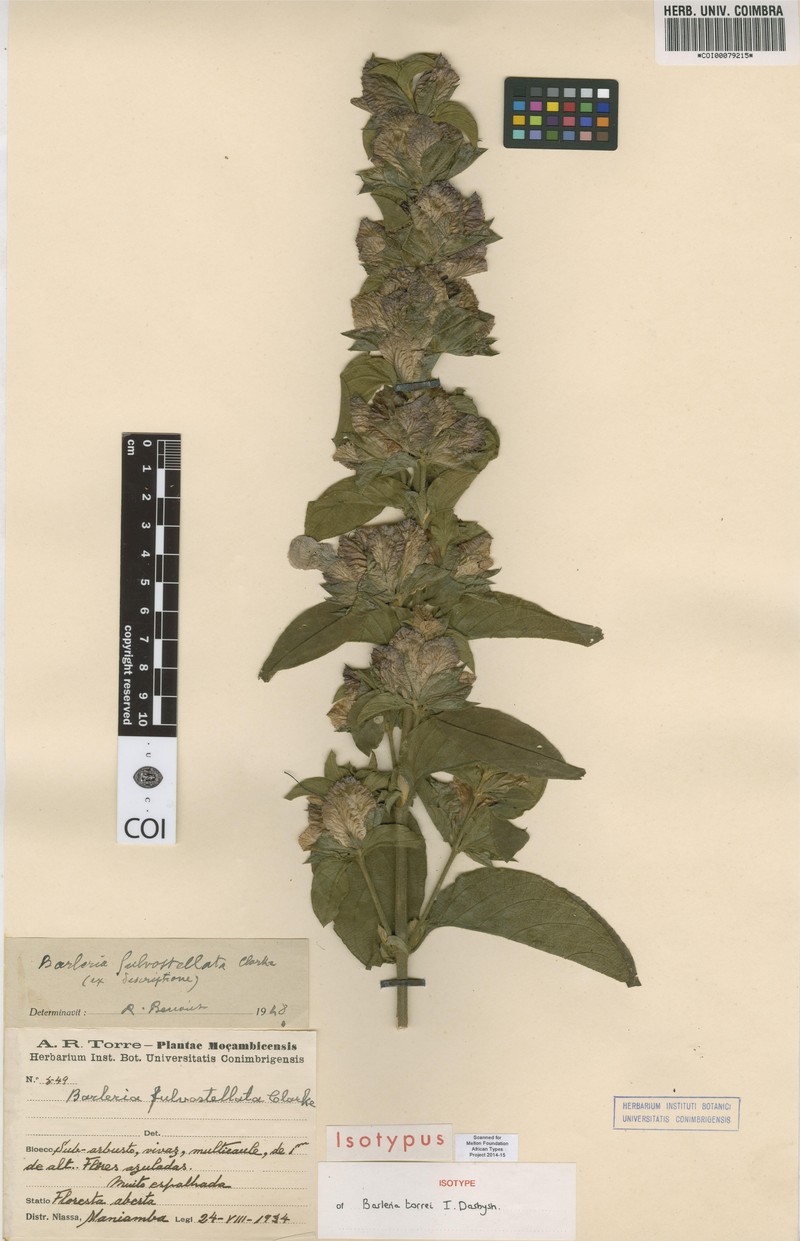 Barleria torrei