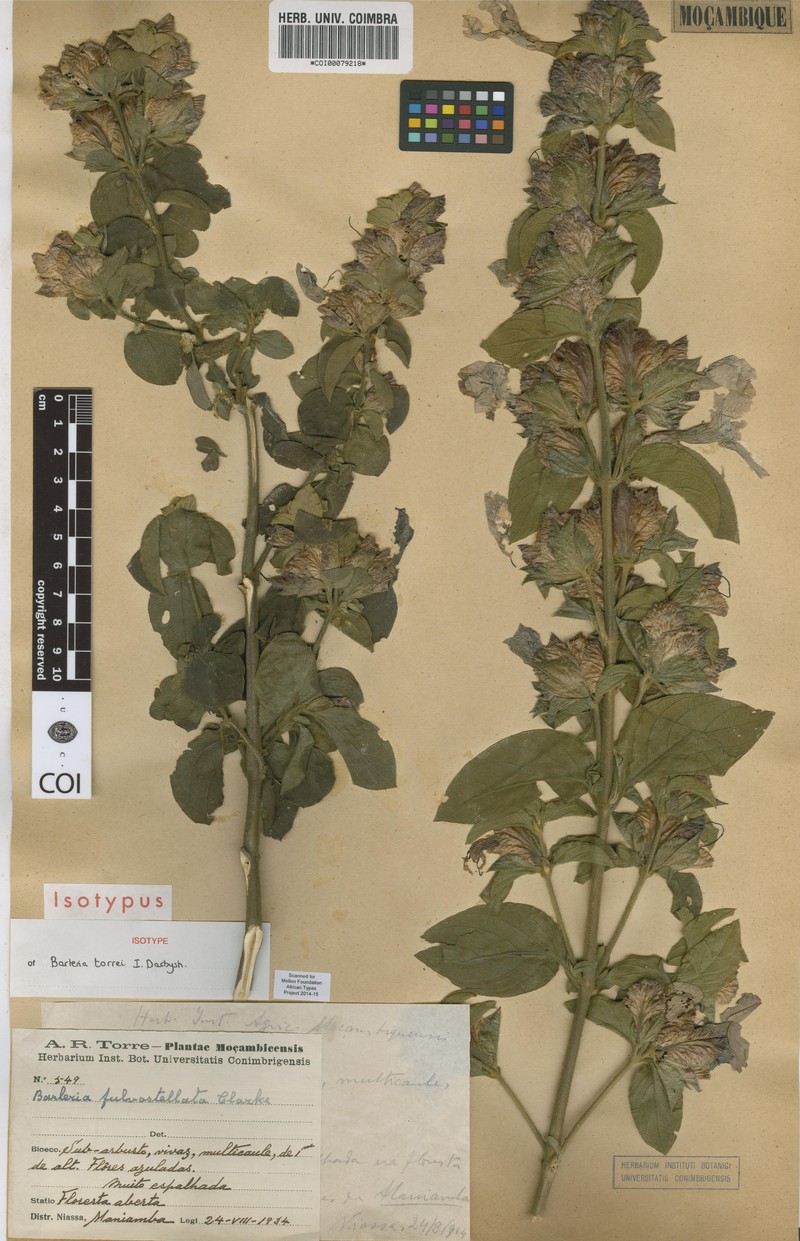 Barleria torrei photo 4