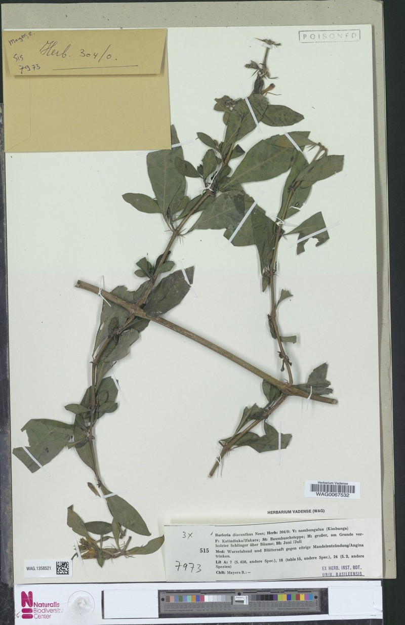 Barleria trispinosa subsp. trispinosa