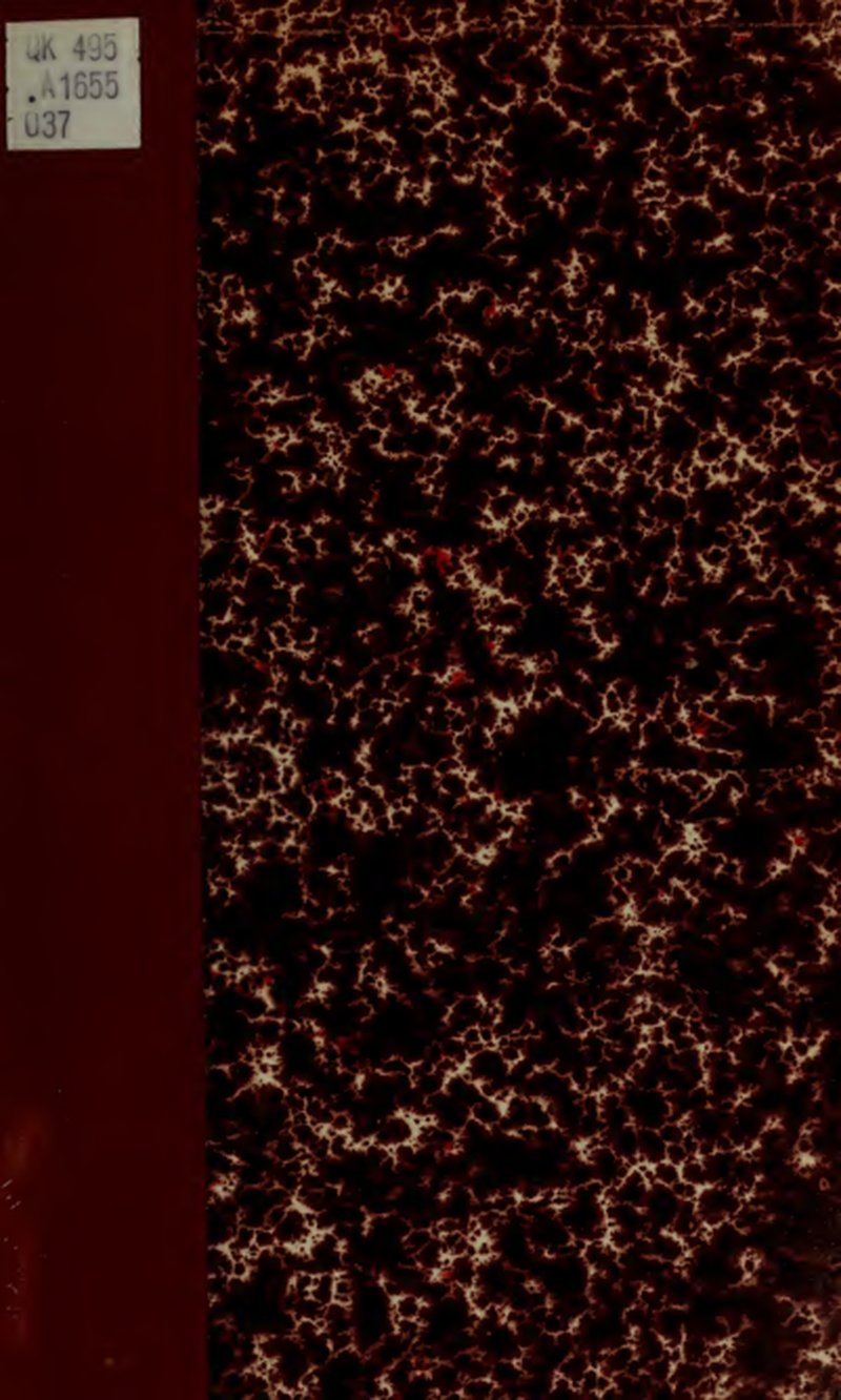 False Philippine Violet