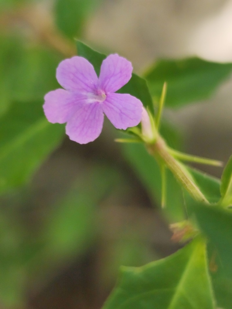 False Philippine Violet
