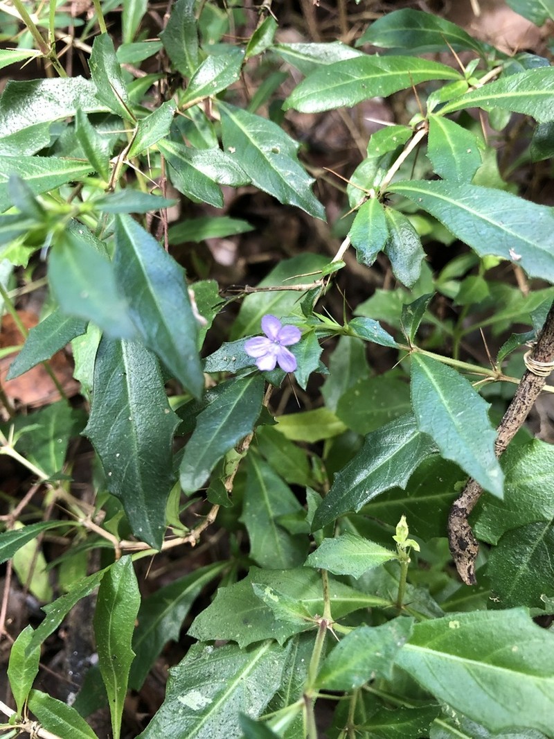 False Philippine Violet photo 2