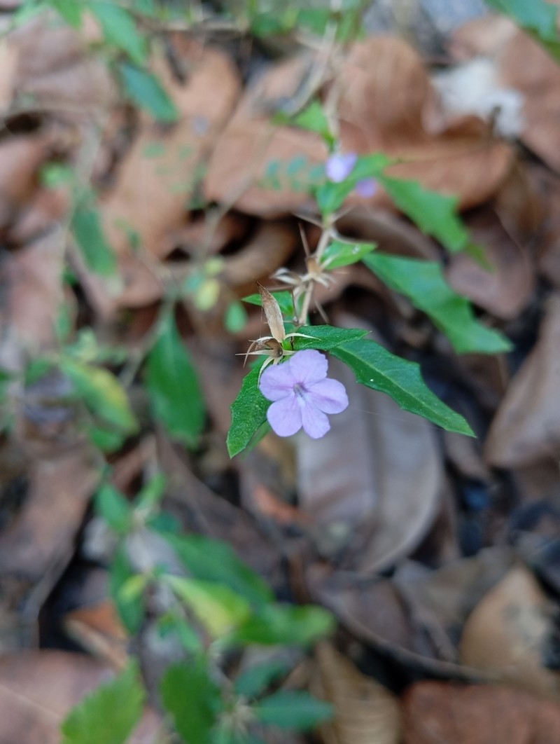 False Philippine Violet photo 3
